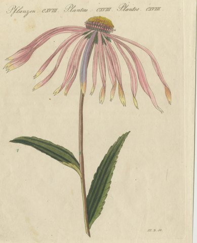 Purple Coneflower Echinacea, Antique Bertuch Print, circa 1810
