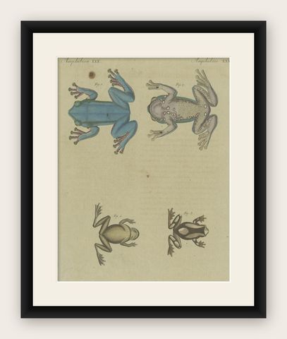 Antique Print of the European Tree Frog 'Hyla Arborea', shown framed