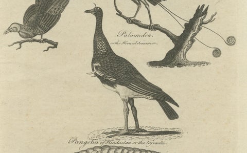 Engraving of Butterflies, Birds of Paradise, Horned Screamer, Pangolin, ca.1800, close-up 2