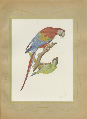 Scarlet Macaw with Parakeets, Brazilian Bird Print, Descourtilz, 1944, view 2