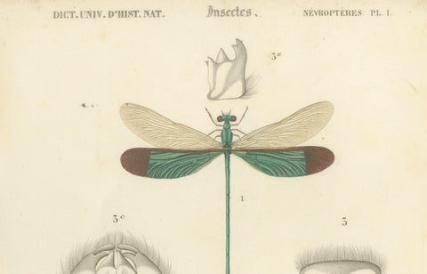 Antique Dragonfly Print, Agrion de Chine, French Natural History Engraving 1800, close-up 4