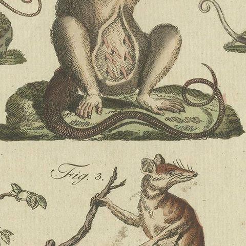 Decorative Rare Antique Animal Print of Marsupial Species, circa 1800, close-up 2