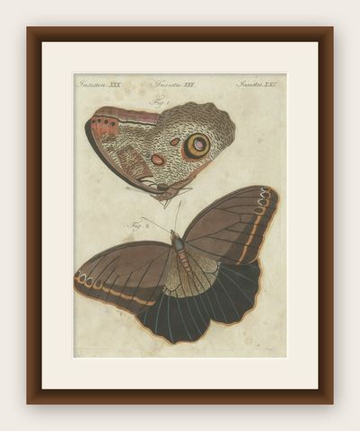 Forest Giant Owl Butterfly (Caligo eurilochus) from Suriname, Published in 1802, shown framed