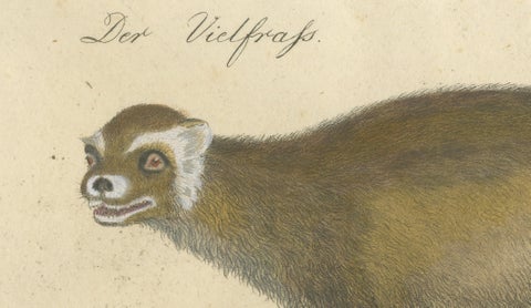 Raccoon, Honey Badger & Wolverine, Brodtmann Lithograph, 1816, close-up 5