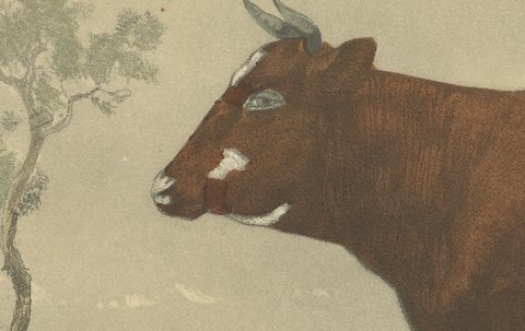 Flemish Cow, Antique French Cattle Print, Riffaut Heliogravure, 1873, view 4