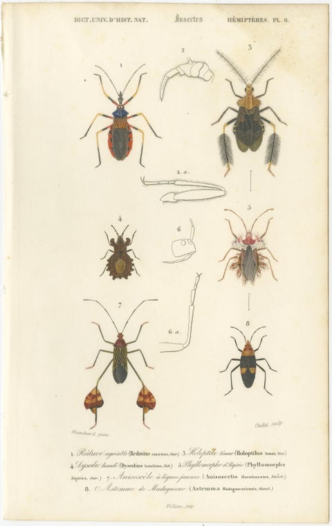 Antique Dragonfly Prints, Neuropteres Plates 3 & 6, Copper Engravings, ca.1800, view 3