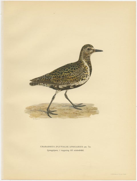 Antique Bird Print of the European Golden Plover 'Winter' by Von Wright, 1929, view 2