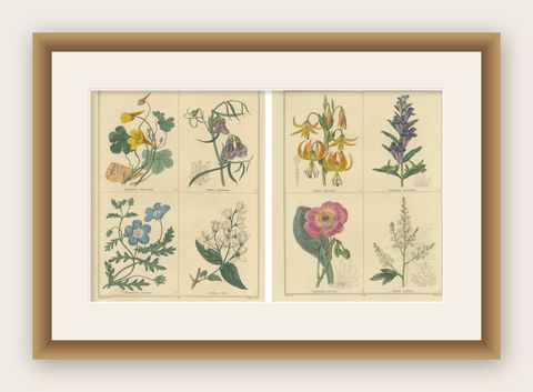 Set of Two Hand-Colored Botanical Engravings by B. Maund 1836, shown framed