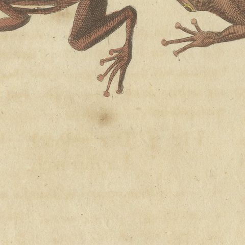 Five Frogs Including a Striped Frog, Antique Bertuch Print, Vienna, circa 1815, close-up 6
