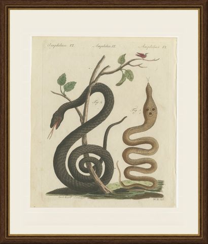 Black Snake with Hummingbird, Antique Bertuch Print, Vienna, circa 1805, shown framed