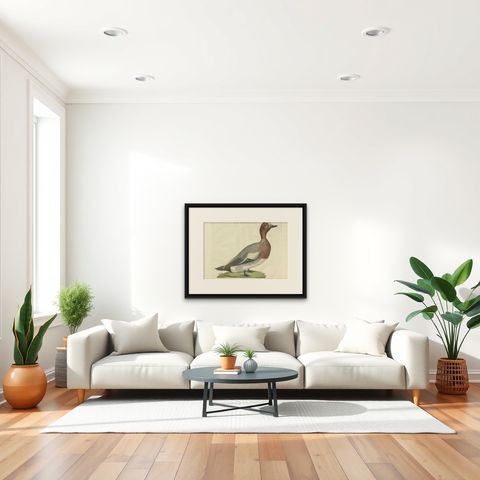 Antique Bird Print of the Male Eurasian Wigeon or Widgeon, 1797, shown framed in a room