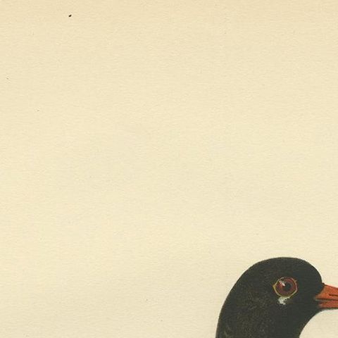 Antique Bird Print of the Eurasian Oystercatcher by Von Wright, 1929, close-up 1