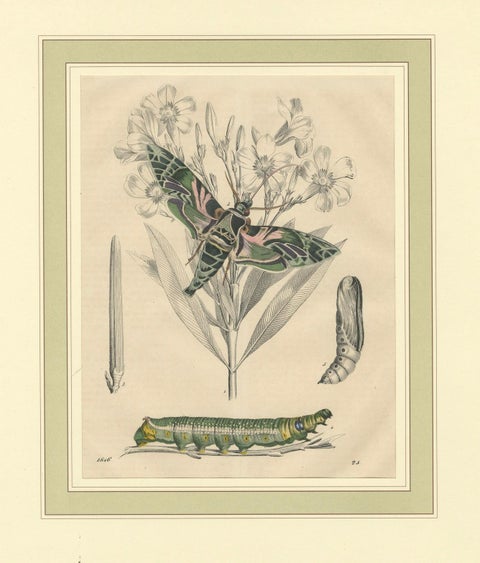 "Oleander Hawk-Moth Lifecycle" - Hand-Colored Plate, 1846, close-up 4
