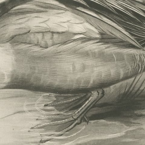 Drake on the Water, Antique Bird Print after Lilian Medland, circa 1909, close-up 3