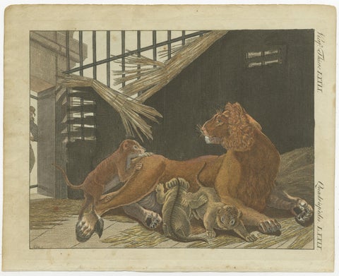 Hand Colored Engraving of a Lion and Lion Cubs, view 2