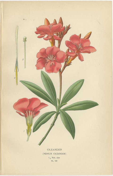 1897 Botanical Prints, Vinca, Oleander, and Redhead Milkweed, view 3