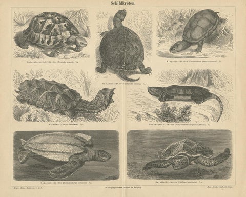 Original Antique Lithograph of Various Turtles, view 3