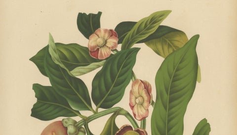 Original Antique Mangosteen Botanical Chromolithograph by Hoola van Nooten, 1880, close-up 2