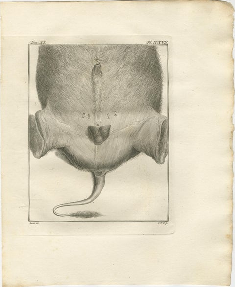 Set of 3 Antique Quadruped Anatomy Engravings, Buffon Scientific Plates 1769, view 2