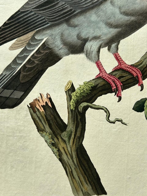 Stock Dove, Columba Oenas, Nozeman & Sepp Antique Bird Print, c.1829, view 3