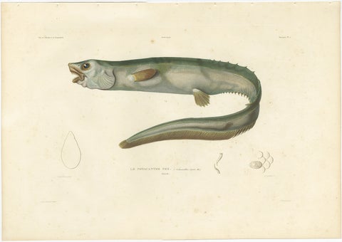 Antique Print of the Deep-Sea Spiny Eel (Notacanthus nasus), Paris, 1845, view 2