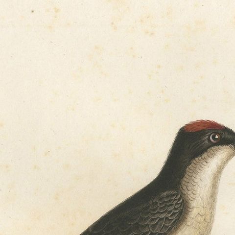 1807 Vermilion Flycatcher Handcolored Print- Antique Ornithological Illustration, close-up 3