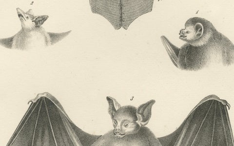 Anatomical Studies of Bats from 'The Mammals' Natural History Lithographs, 1836, close-up 4