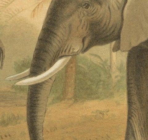 African Elephant, Antique Wildlife Chromolithograph, Royal Natural History 1894, view 5