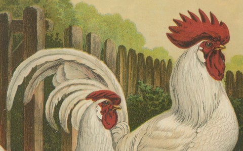 The Elegant White Italian Chicken - A Rare 19th Century Poultry Lithograph, close-up 3