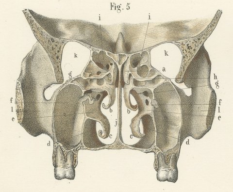 The Bony Nasal Cavity, Antique Hirschfeld Anatomy Print, 1866, view 7
