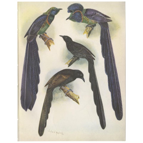 Antique Print of the Long-Tailed Bird of Paradise & the Rothschild's Longtail