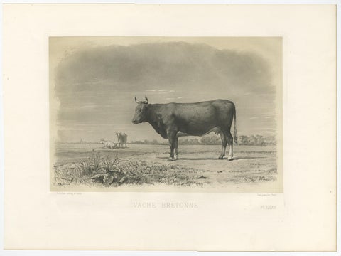 Antique Print of a Breton Cow, a French Cattle Breed from Brittany, 1862, view 3