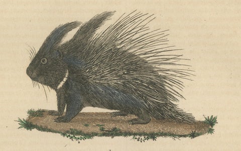 Antique Engraving of Crested Porcupine and North American Porcupine, ca.1825, close-up 5