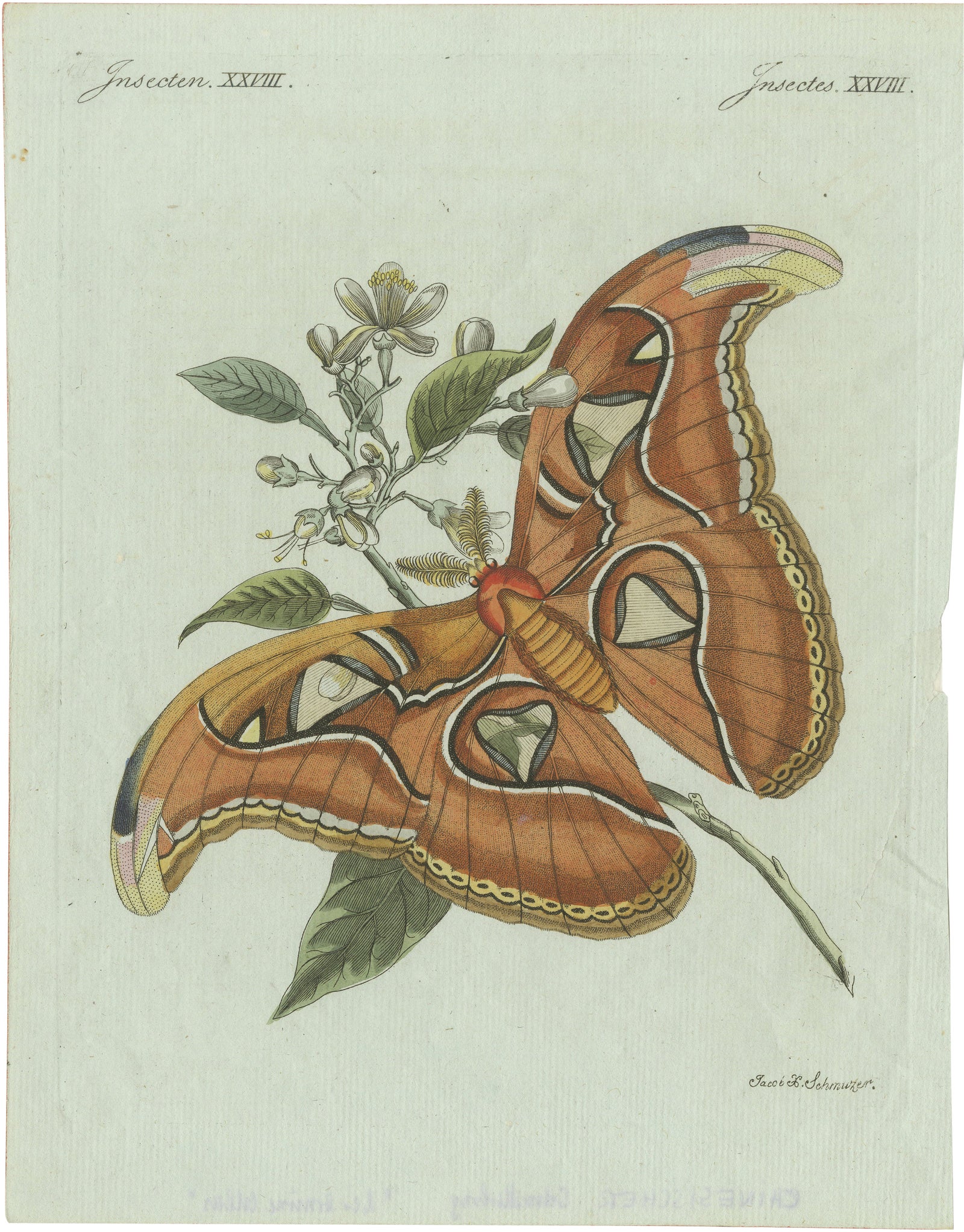 Original Antique Print of an Atlas Moth by Bertuch, circa 1800