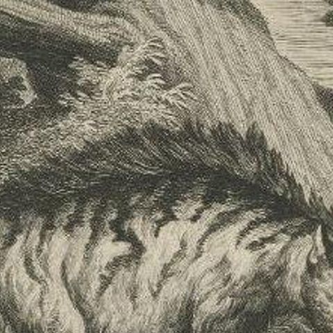 Antique Print of an Indian Wolf by Ridinger, c.1745, close-up 2