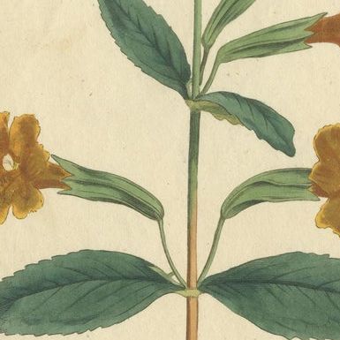 Old Purple Jacob's Ladder, Golden Monkeyflower and Red Kangaroo Paw Prints, 1797, close-up 2