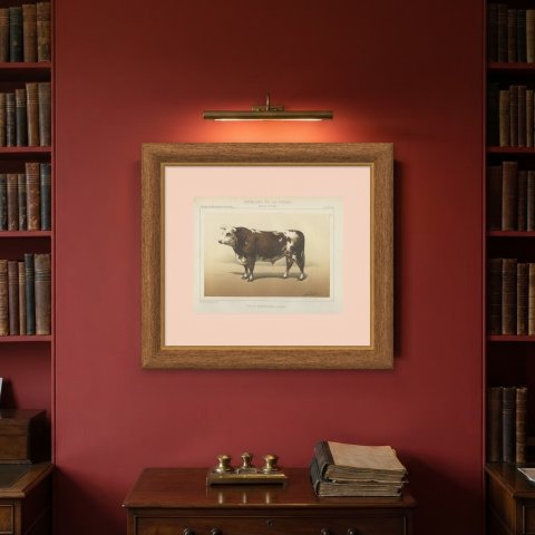 Normandy Bull, French Cattle Breed, Antique Chromolithograph by Borie, 1863, shown framed on a wall