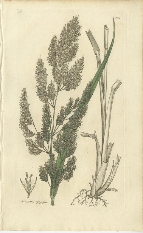 Set of 8 Antique Botanical Engravings of Avena, Arundo & Meadow Grasses, c.1830, view 9