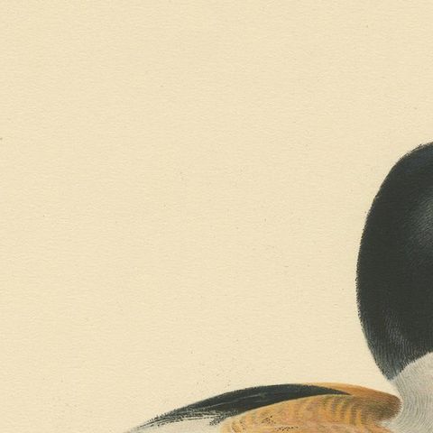 Harbor of Elegance: Bird Print of The Common Shelduck by Magnus von Wright, 1929, close-up 3
