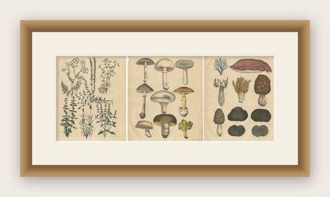 Antique Herbs and Mushrooms Botanical Prints, Natural History Set, 1852, shown framed