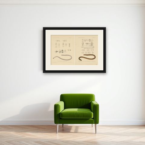 Set of 2 Antique Prints of the Anatomy of a Worm Lizard and Other Amphibians, shown framed on a wall