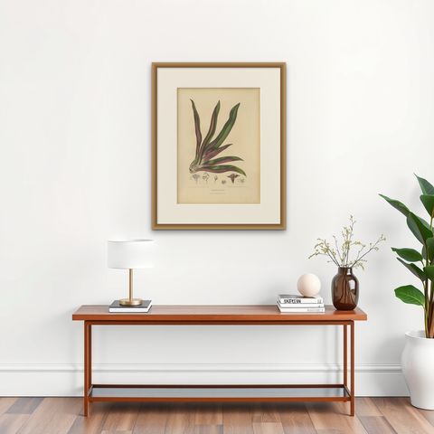 Original Antique Botanical Chromolithograph of Oyster Plant, c.1880, shown framed on a wall