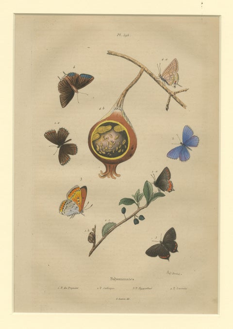 Antique Print of the Common Blue and Other Butterflies, ca.1835, view 3