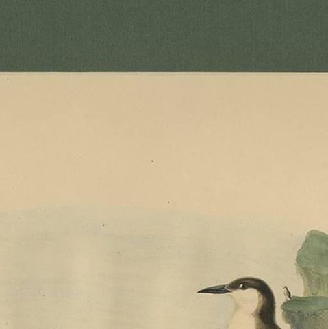 Antique Bird Print of Xantus's Murrlets Made after D.G. Elliot, 1869, close-up 1