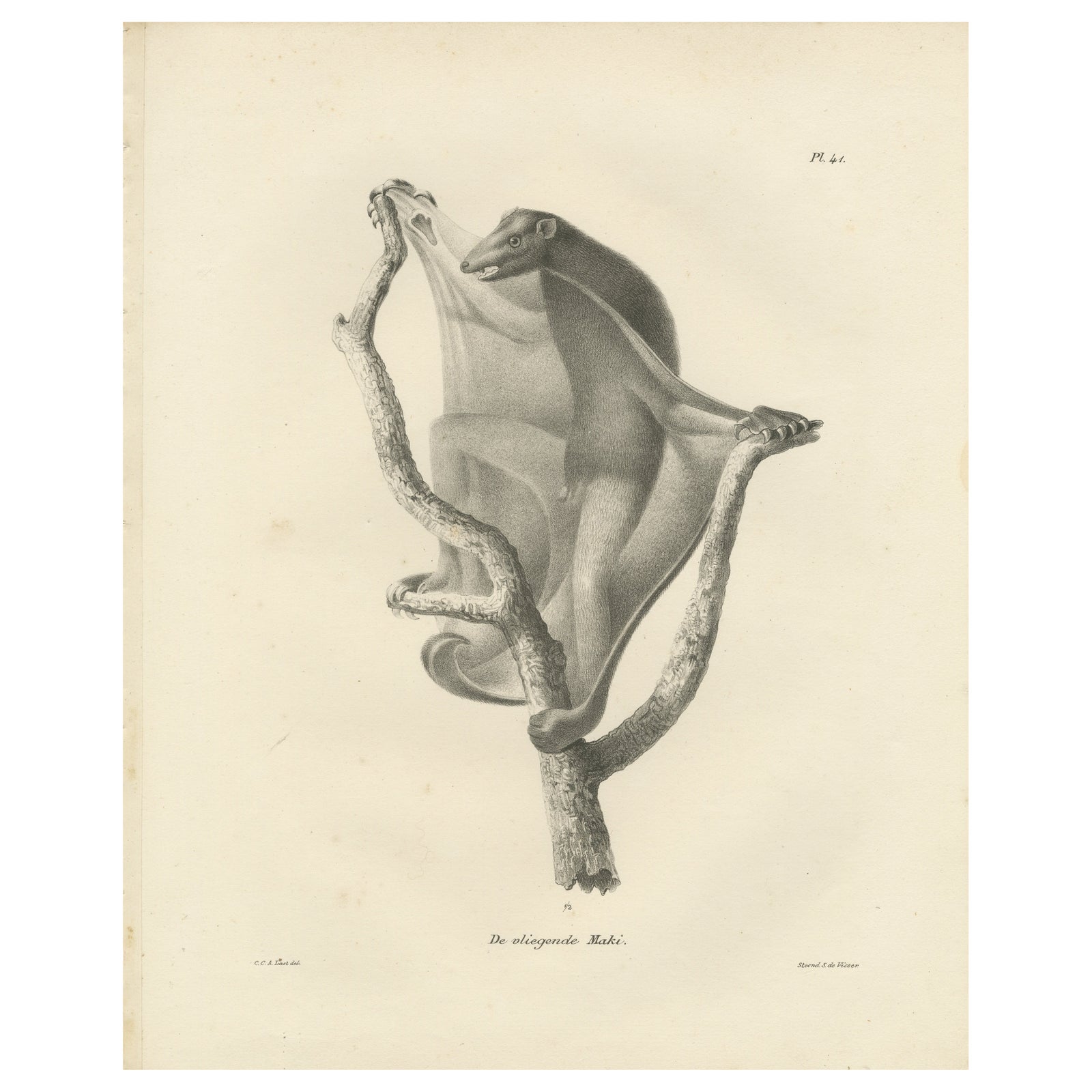 The Flying Lemur (Colugo) Lithograph by C.C. Last, 1836