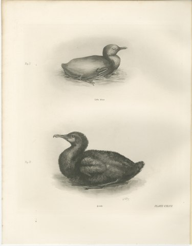 Newly Hatched and Downy Young of the Cormorant or Shag after Medland, c. 1909, view 2