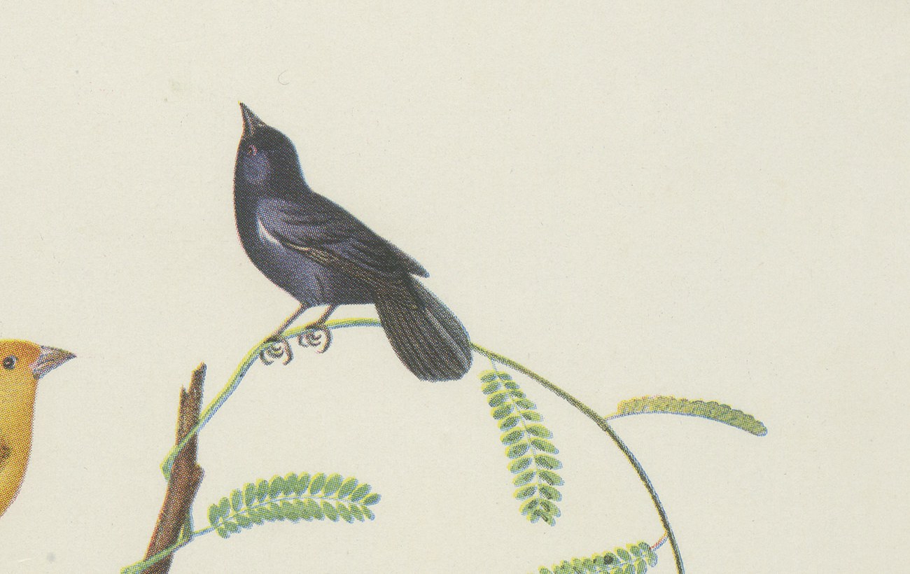 Finches and Seedeaters, Brazilian Bird Print, Descourtilz, 1944, view 3