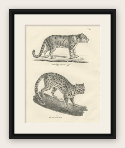 19th-Century Lithograph of the Long-Striped Tiger and Wild Asian Cat, shown framed
