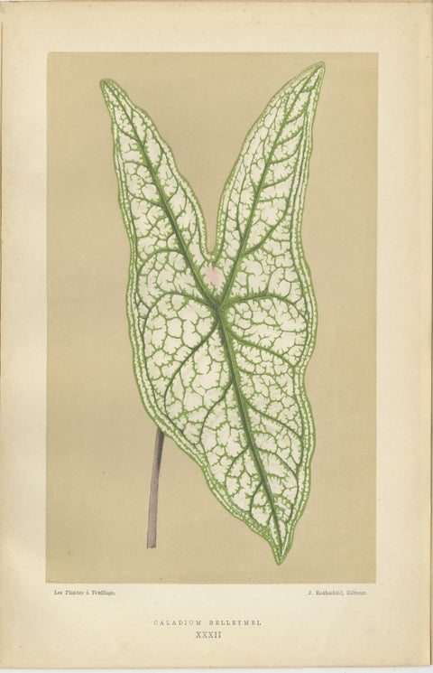 Vintage Botanical Elegance: A Study of Leaves and Patterns, Published in 1880, view 3