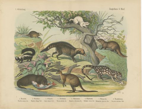 Antique Kangaroo and Otter Print with Ermine and Skunk, Kolb Mammals, circa 1890